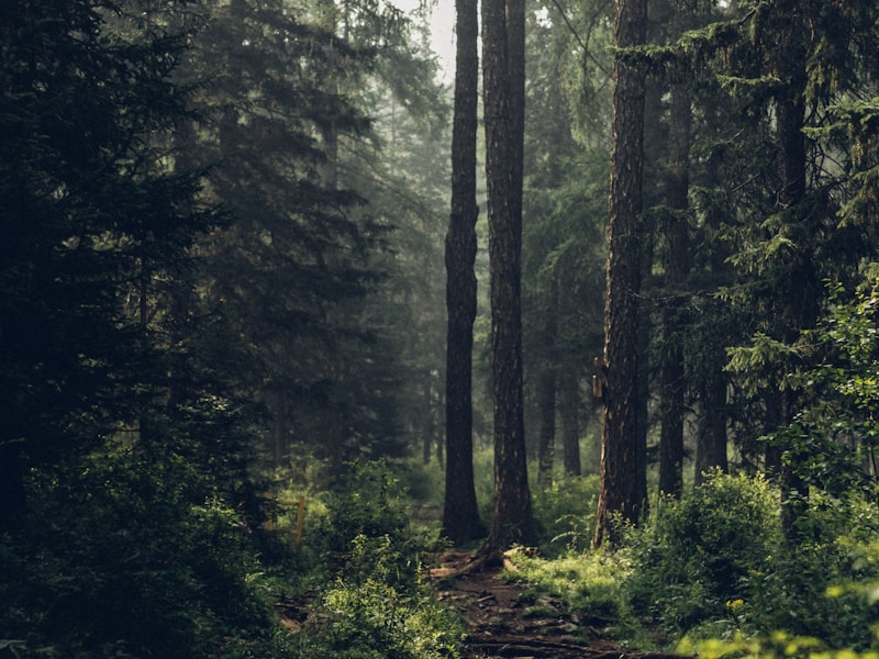 Warp & Weft Weave - Carpet Denim